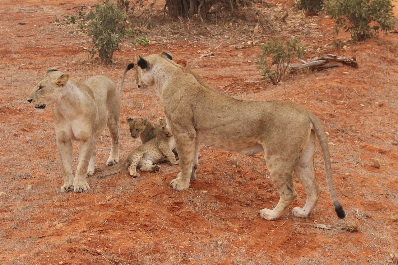 lion løveunger kenya free photo