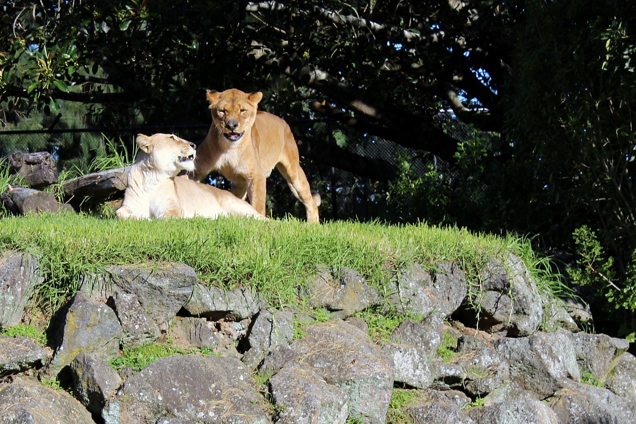 lion lions couple zoo free photo