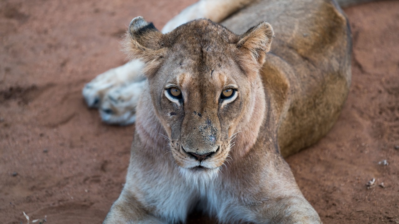 lion animal zoo free photo