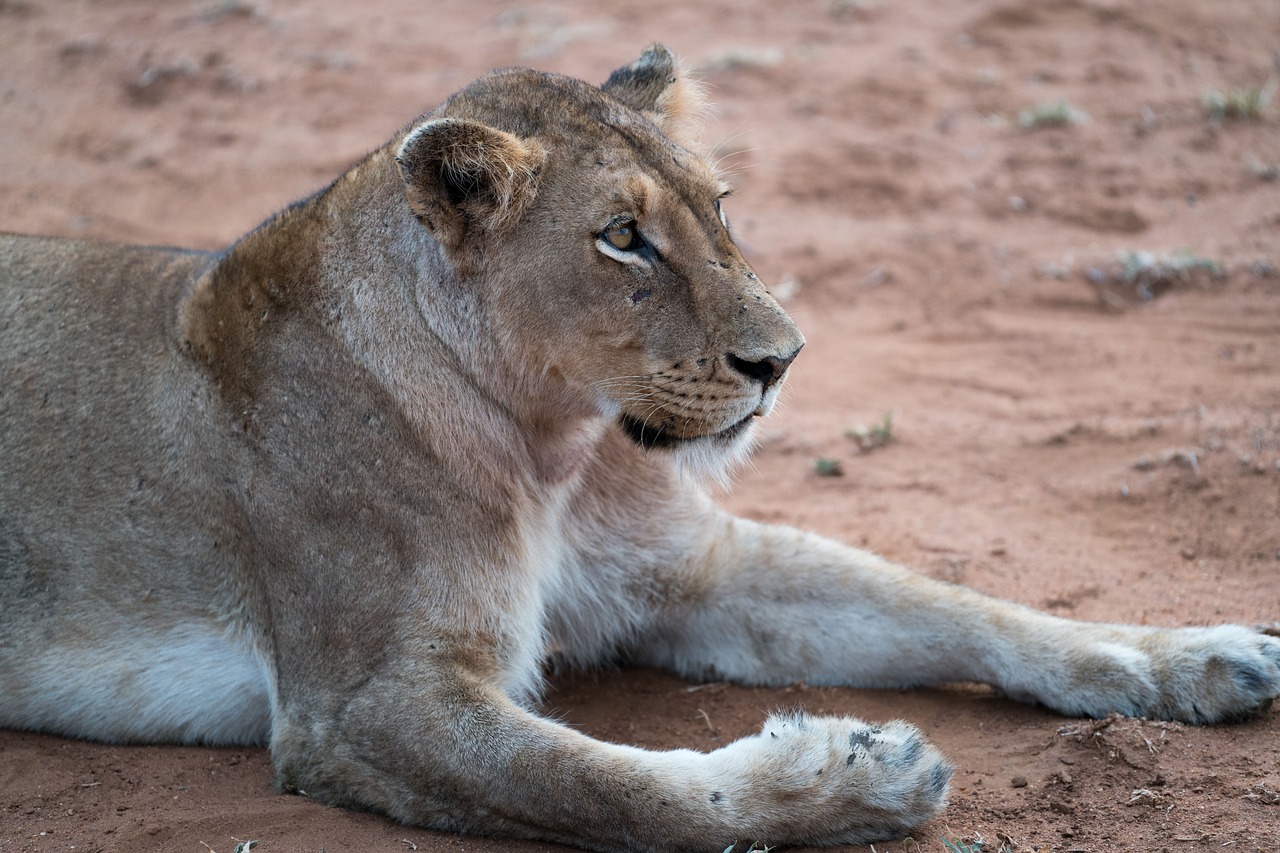 lion animal zoo free photo