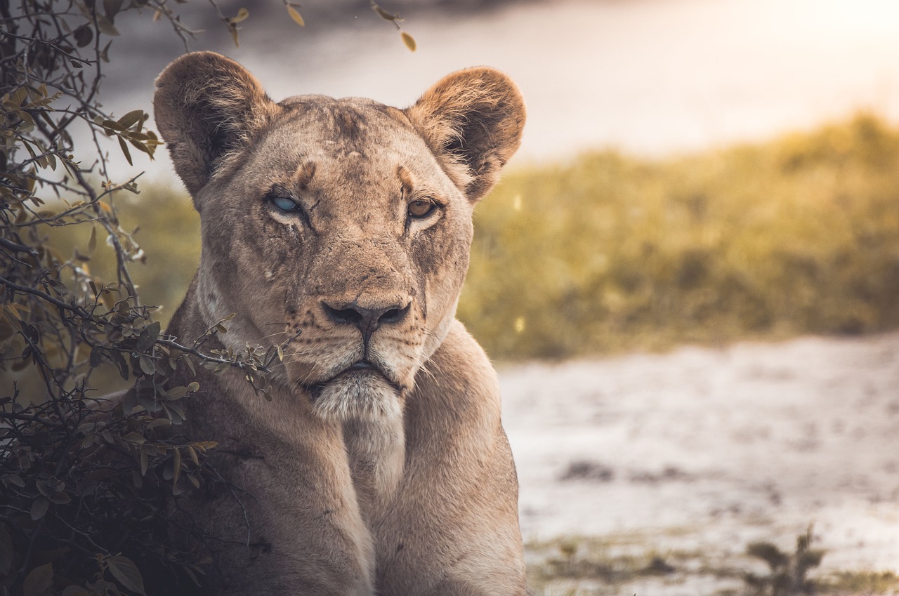 lion animal zoo free photo