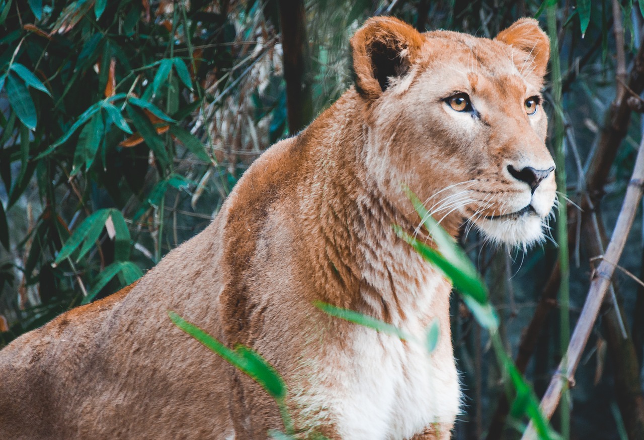 lion animal zoo free photo