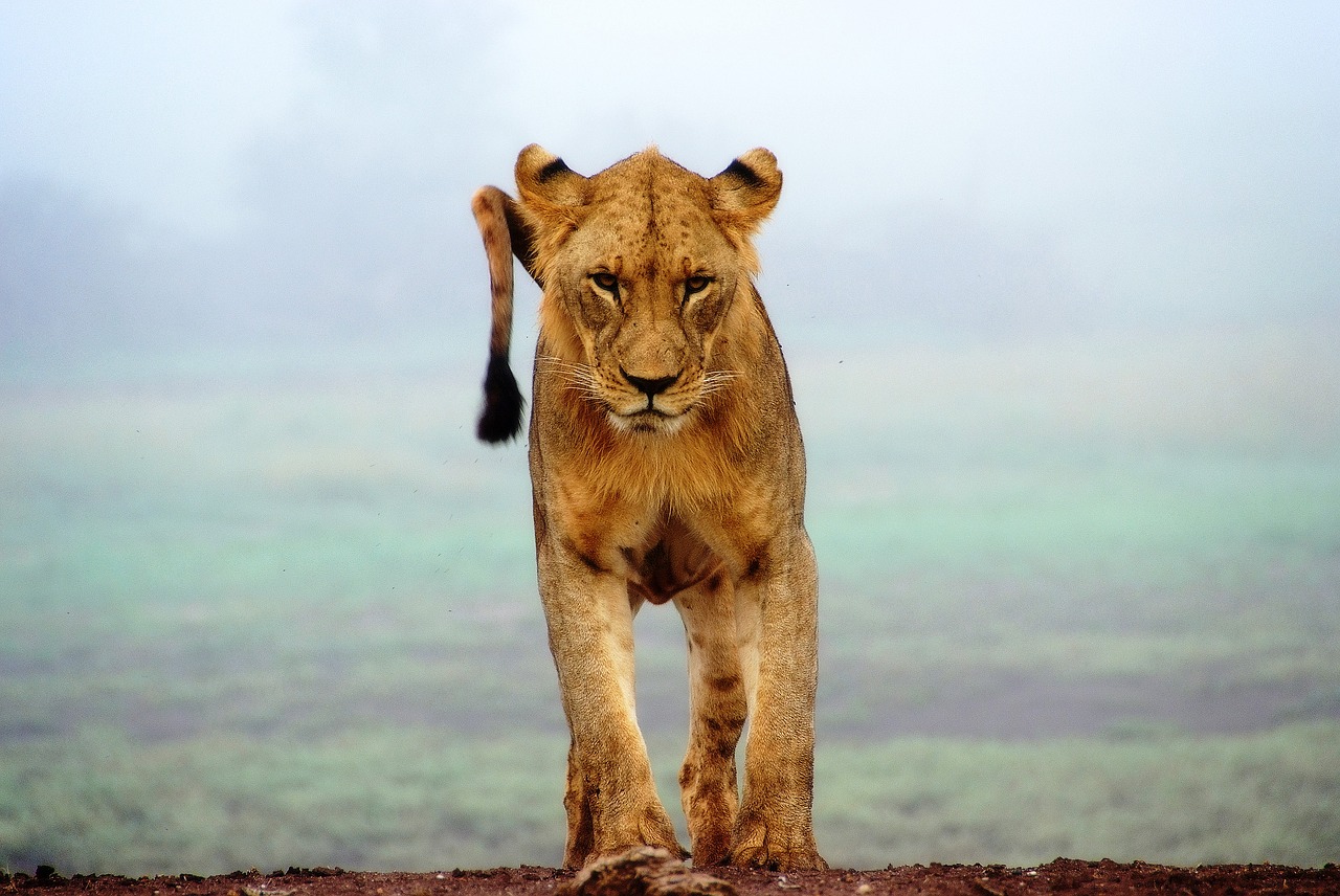 lion animal wildlife free photo