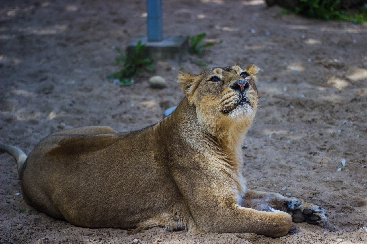 lion wildlife nature free photo