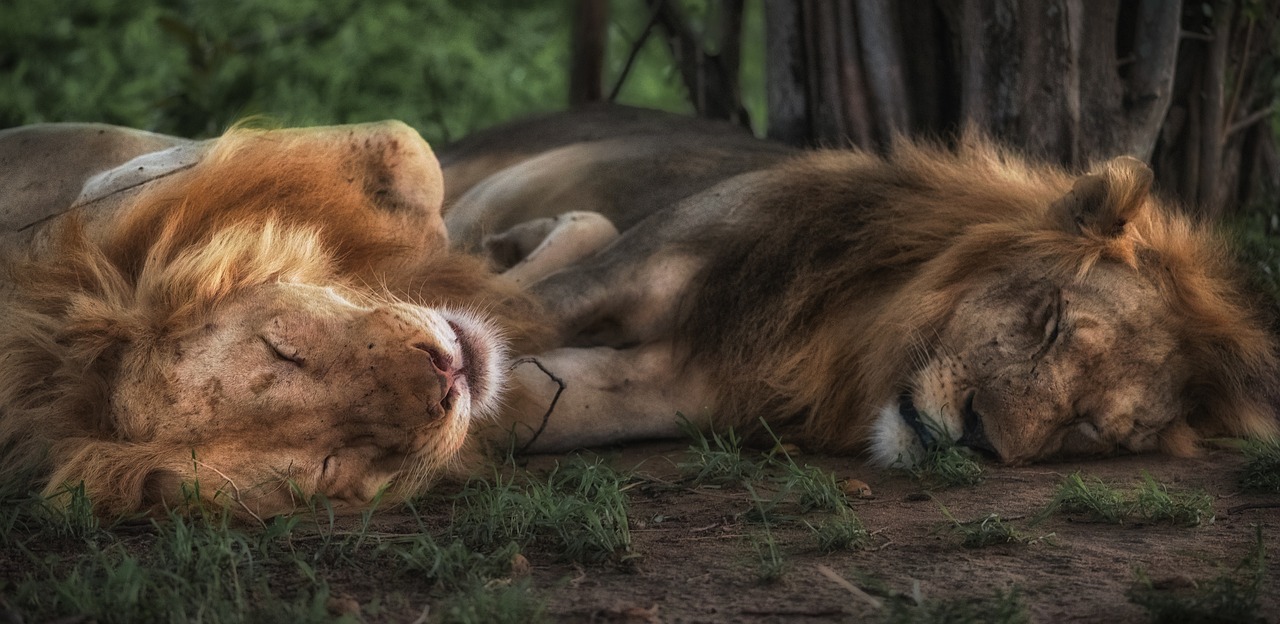 lion tiger wildlife free photo