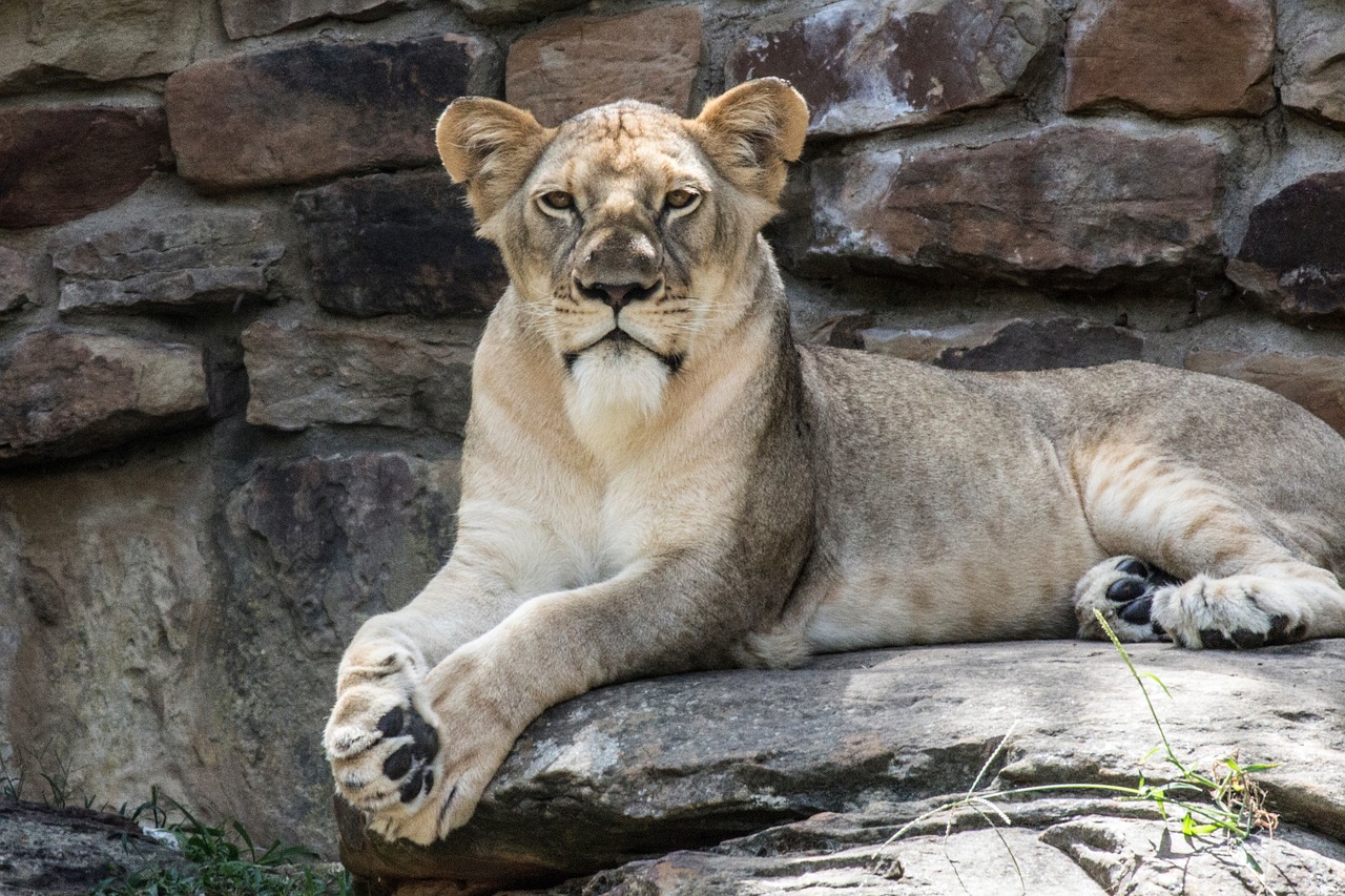 lion animal zoo free photo