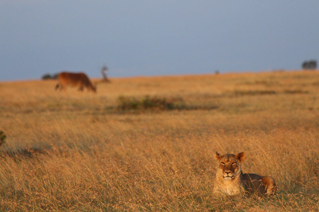 lion eland kenya free photo
