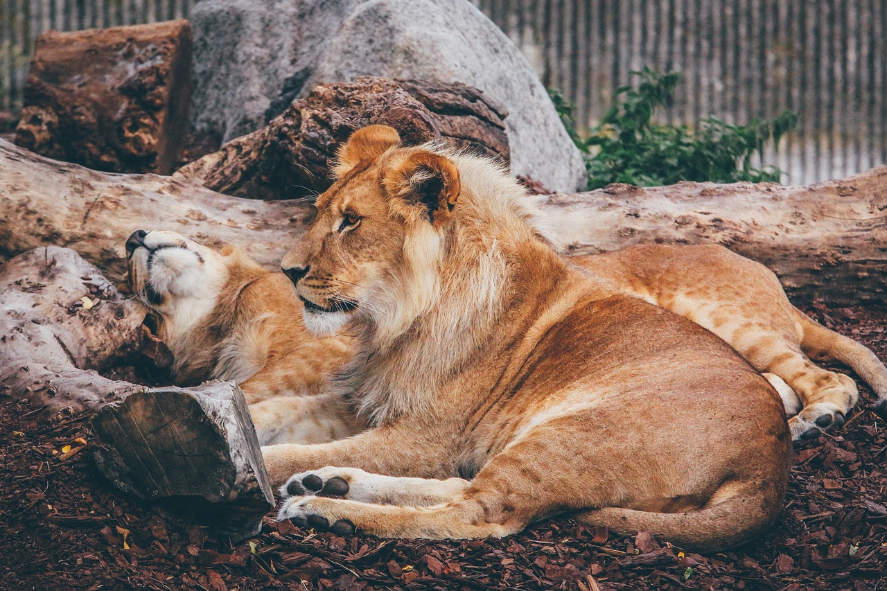 lion forest animal free photo