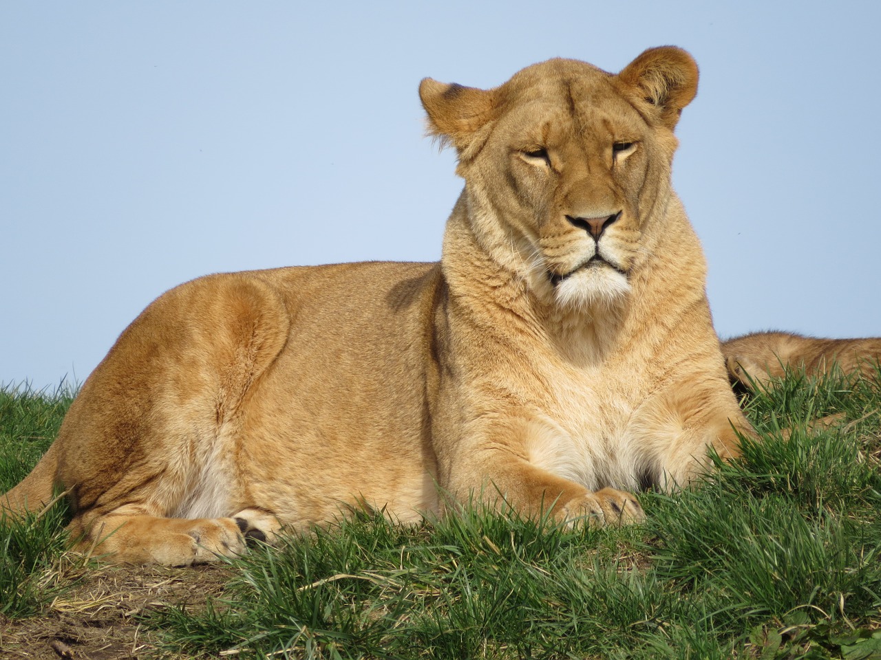 lion animals predator free photo