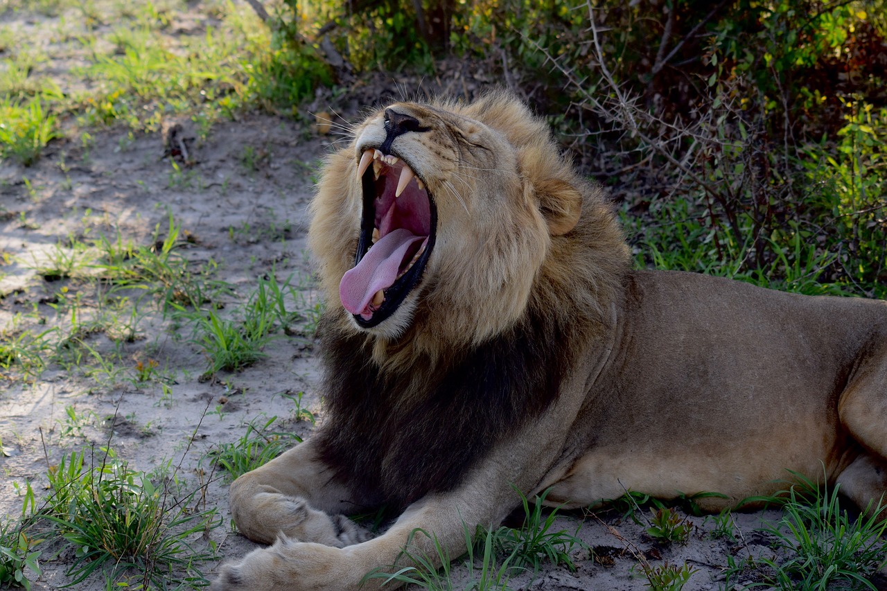 lion lion yawn sleepy lion free photo