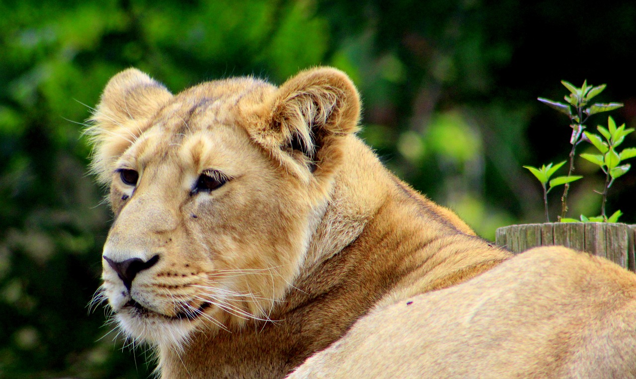 lion zoo cat free photo