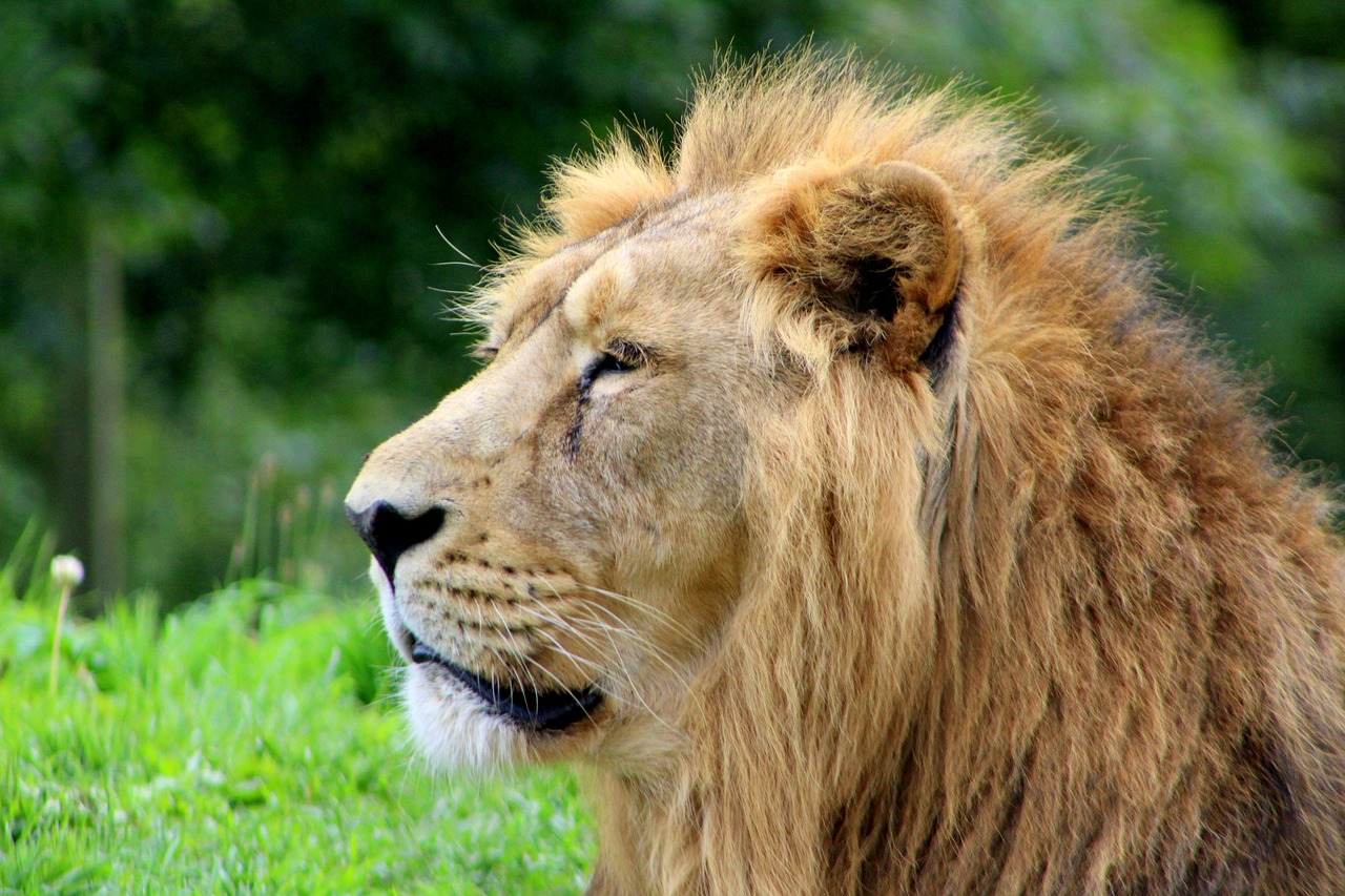 lion zoo cat free photo