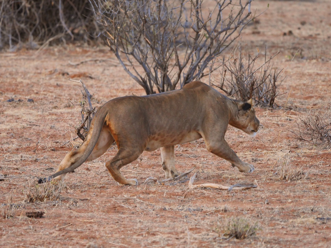 lion hunting stalking free photo