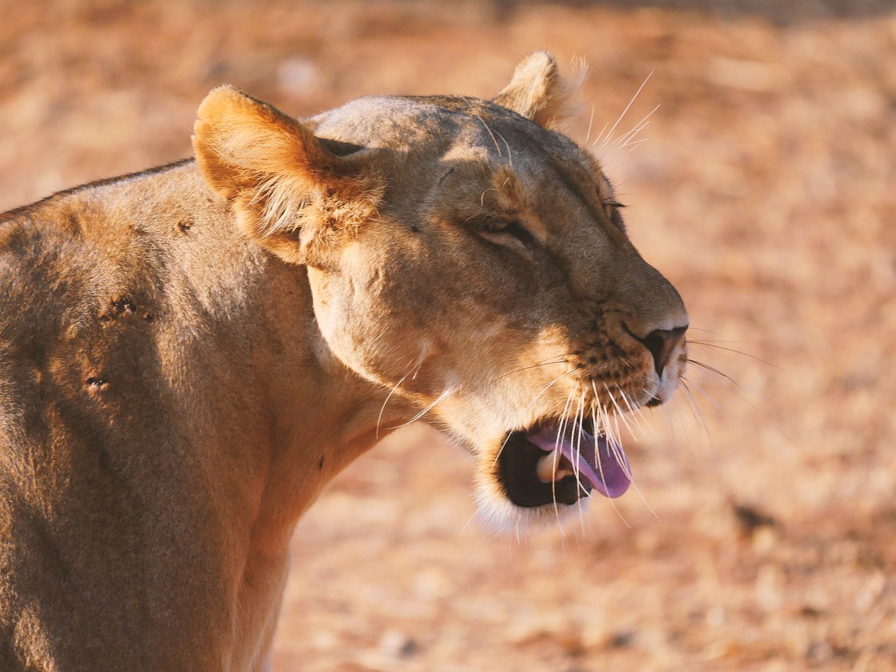 lion relaxation yawn free photo