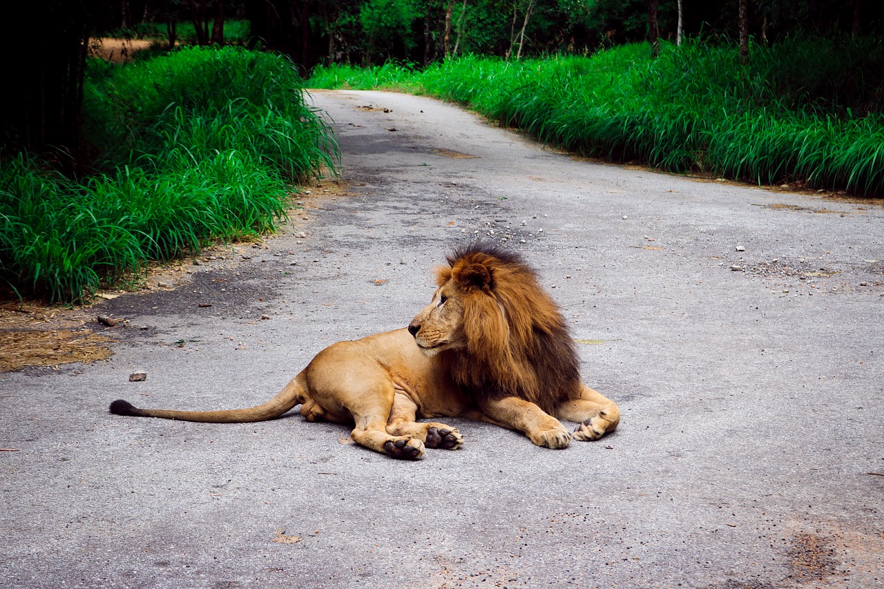 lion forest road free photo