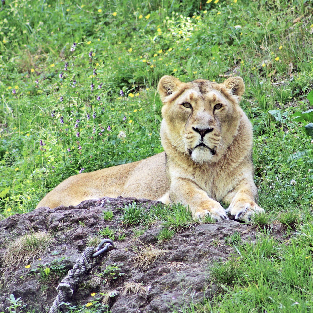 lion cat predators free photo