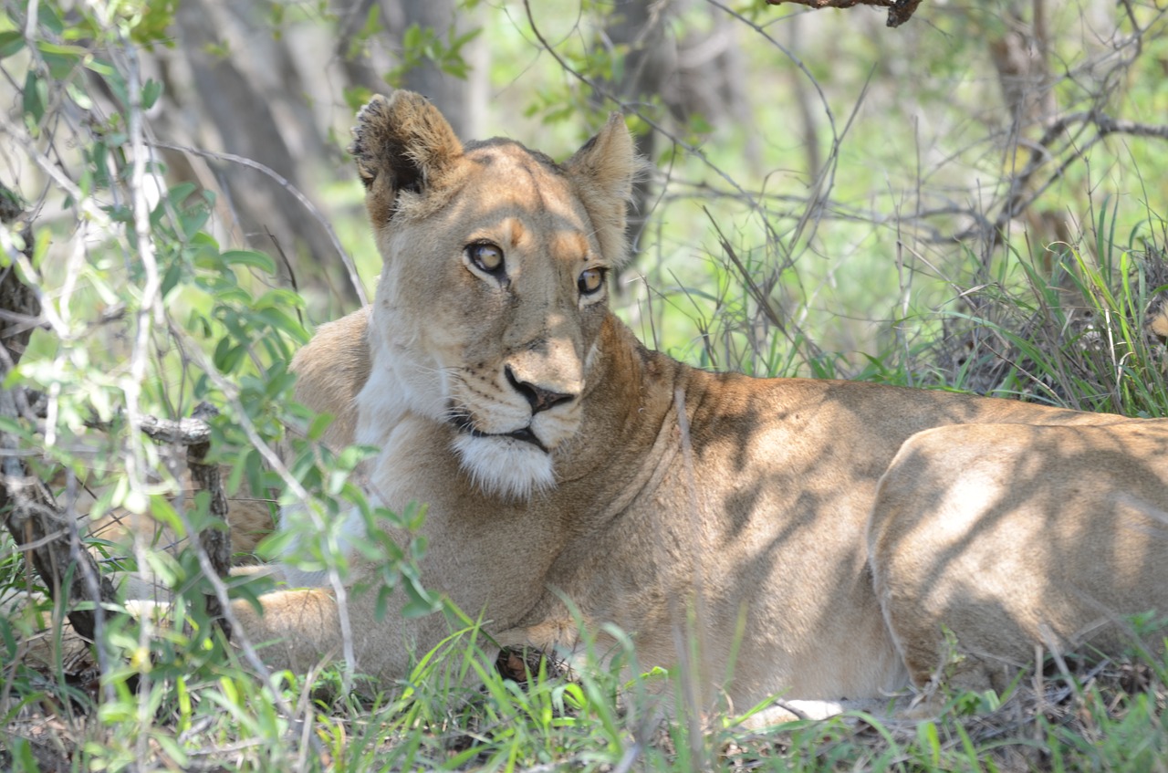 lion lioness kruger park free photo