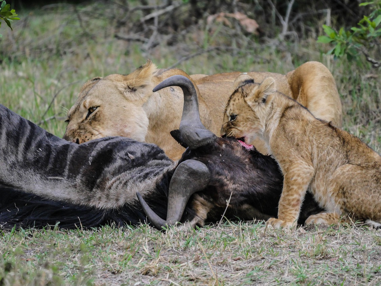 Lion,prey,gnu,breakfast,young animal - free image from needpix.com