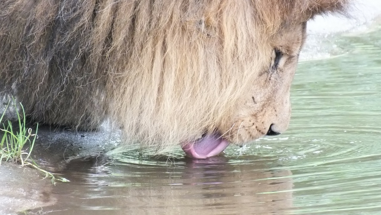 lion drink zoo free photo