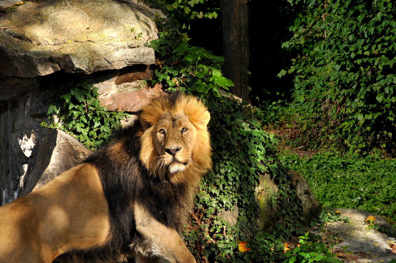 lion zoo cat free photo