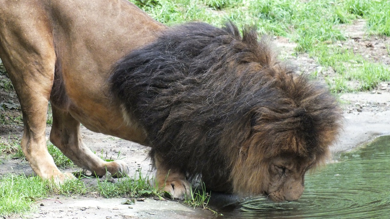 lion cat drink free photo