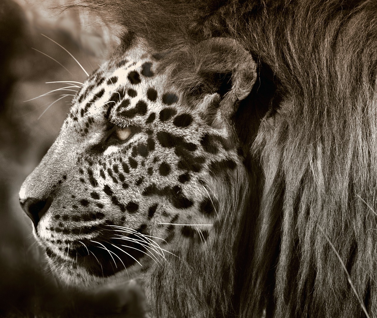 lion leopard jaguar free photo