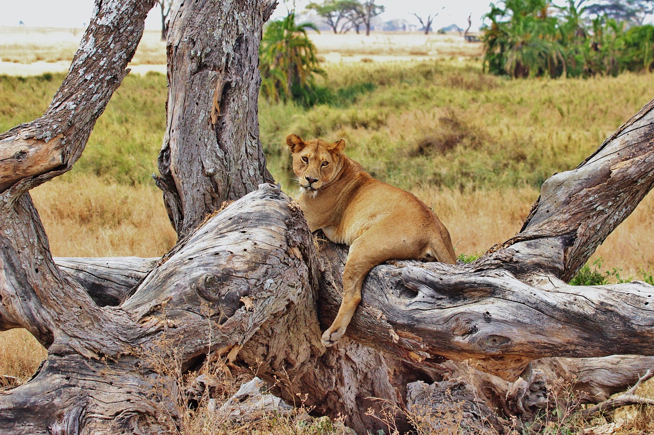lion tanzania safari free photo