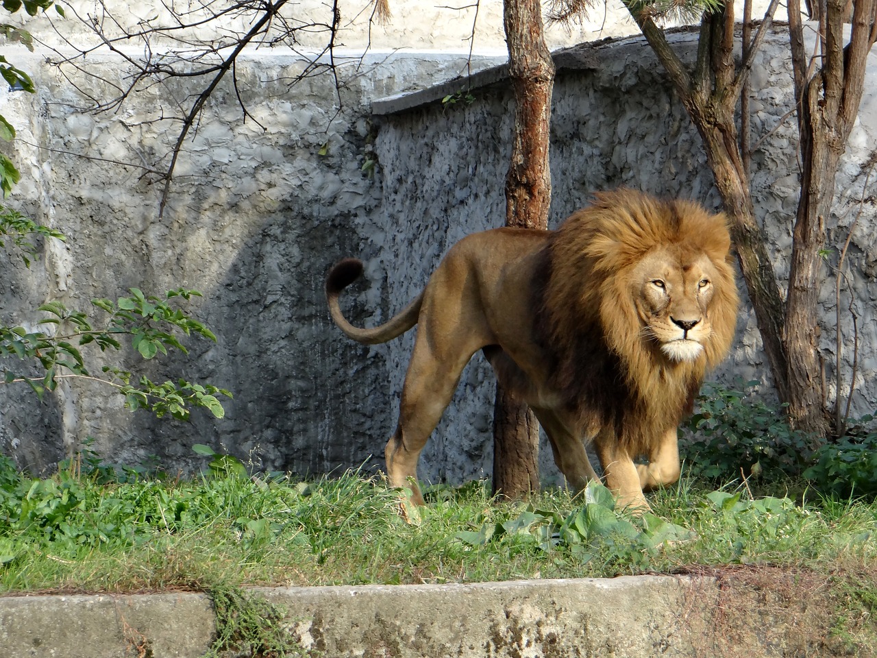 lion mammal the king of beasts free photo