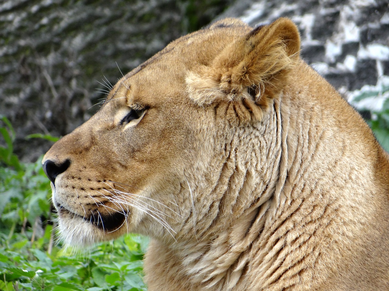 lion mammal the king of beasts free photo