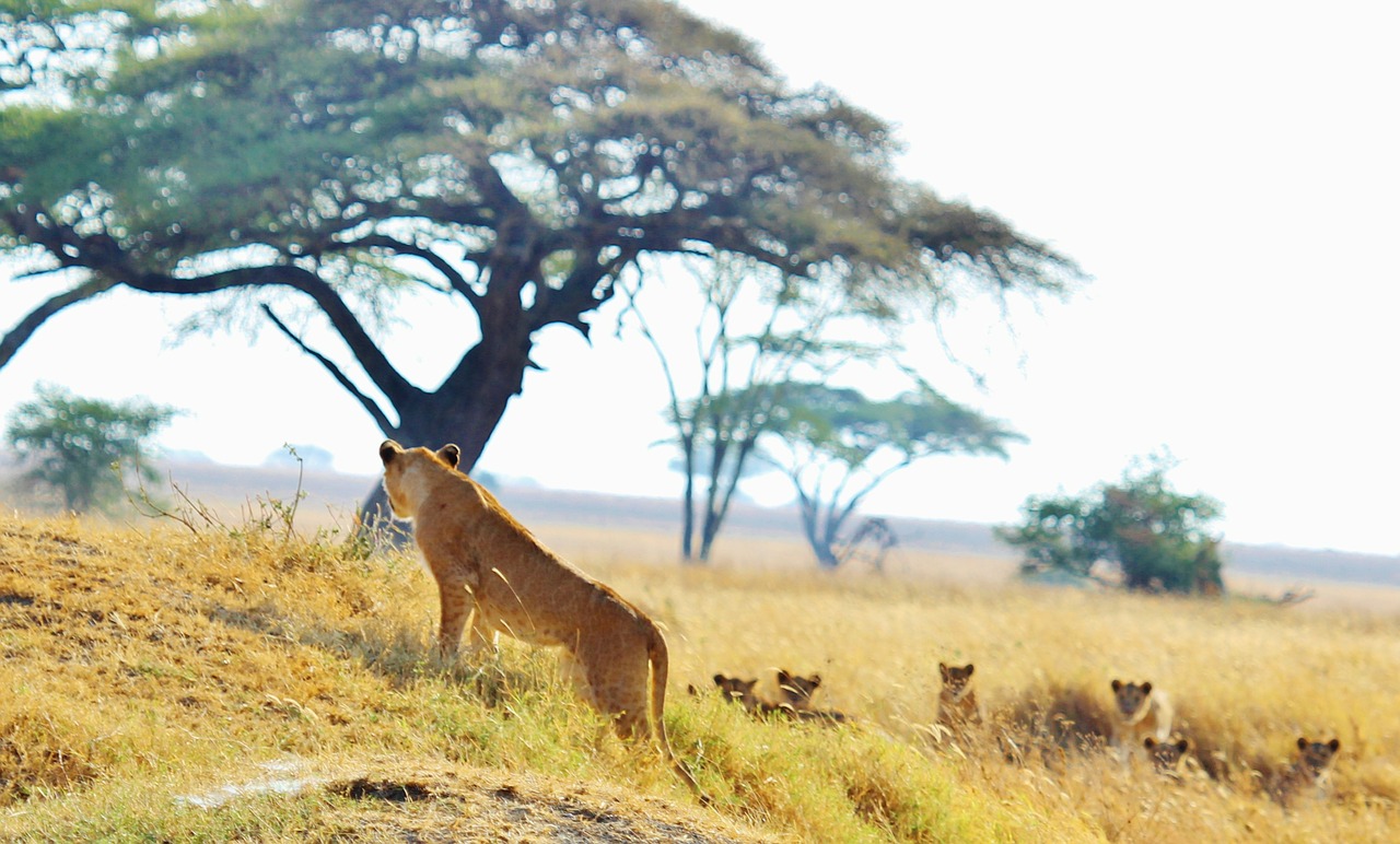 lion pride cat free photo