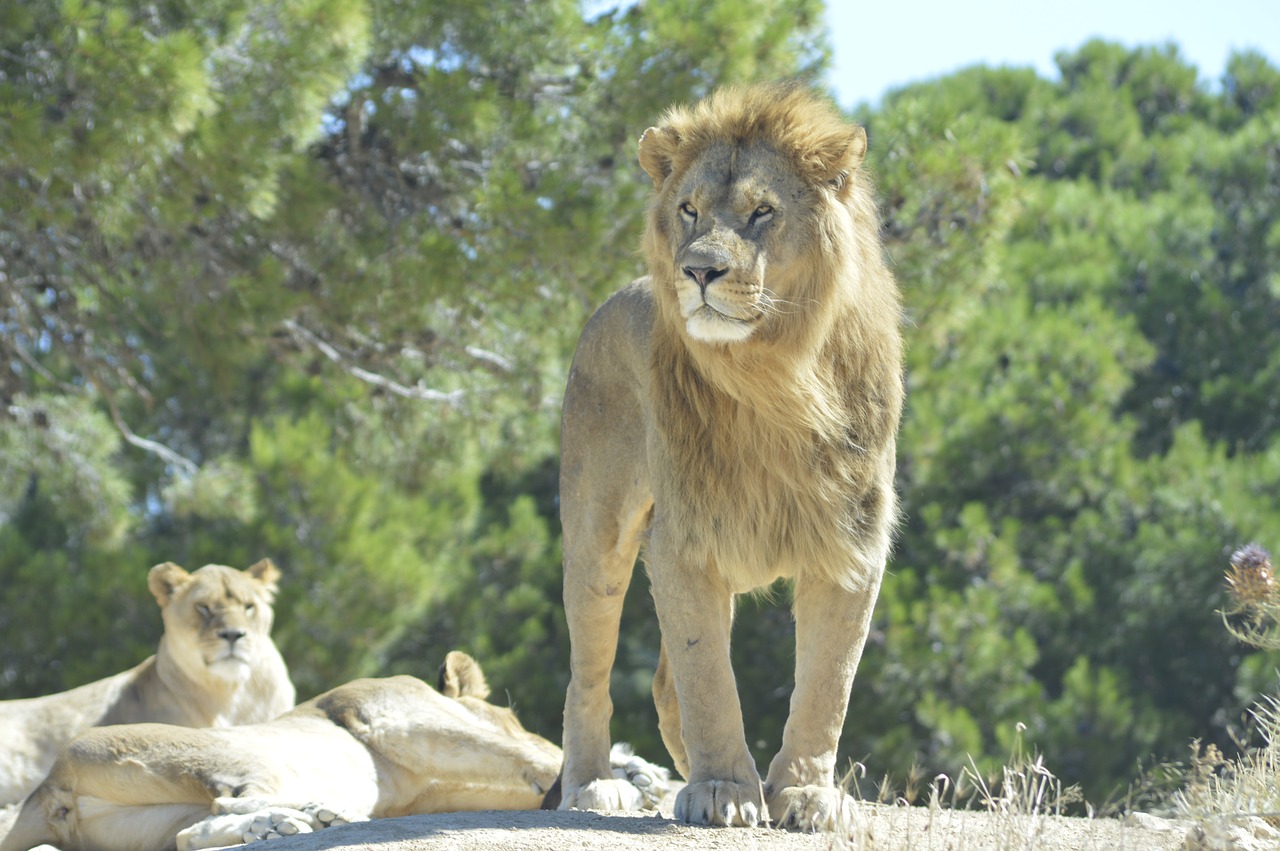 lion sigean park free photo