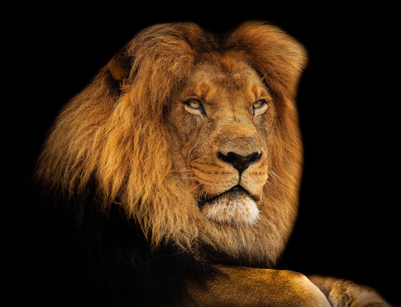 lion king mane free photo