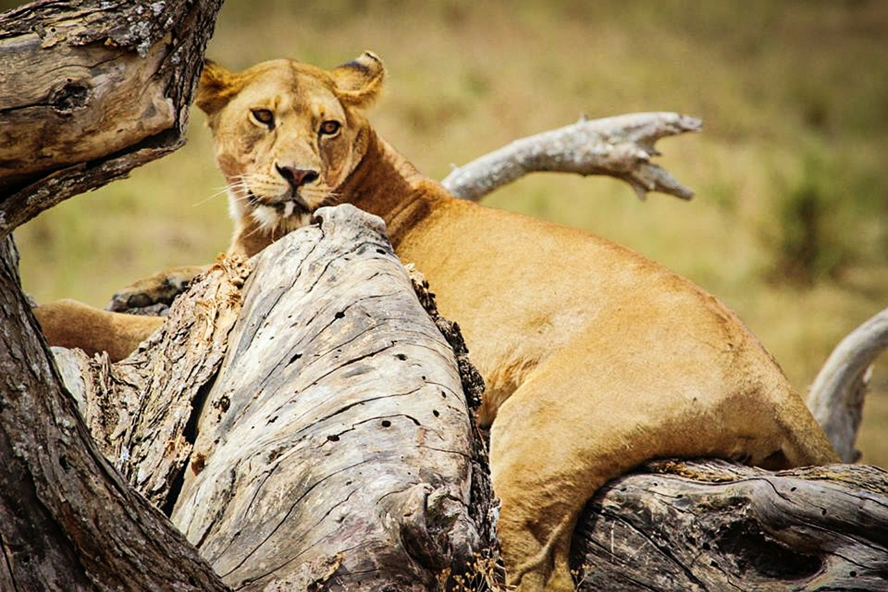 lion serengeti national park africa free photo