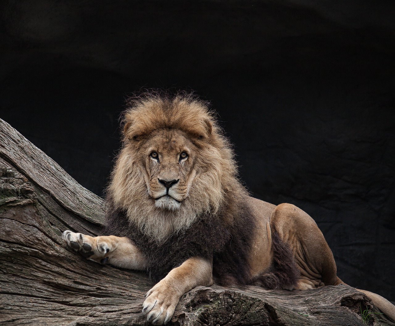 lion males king free photo