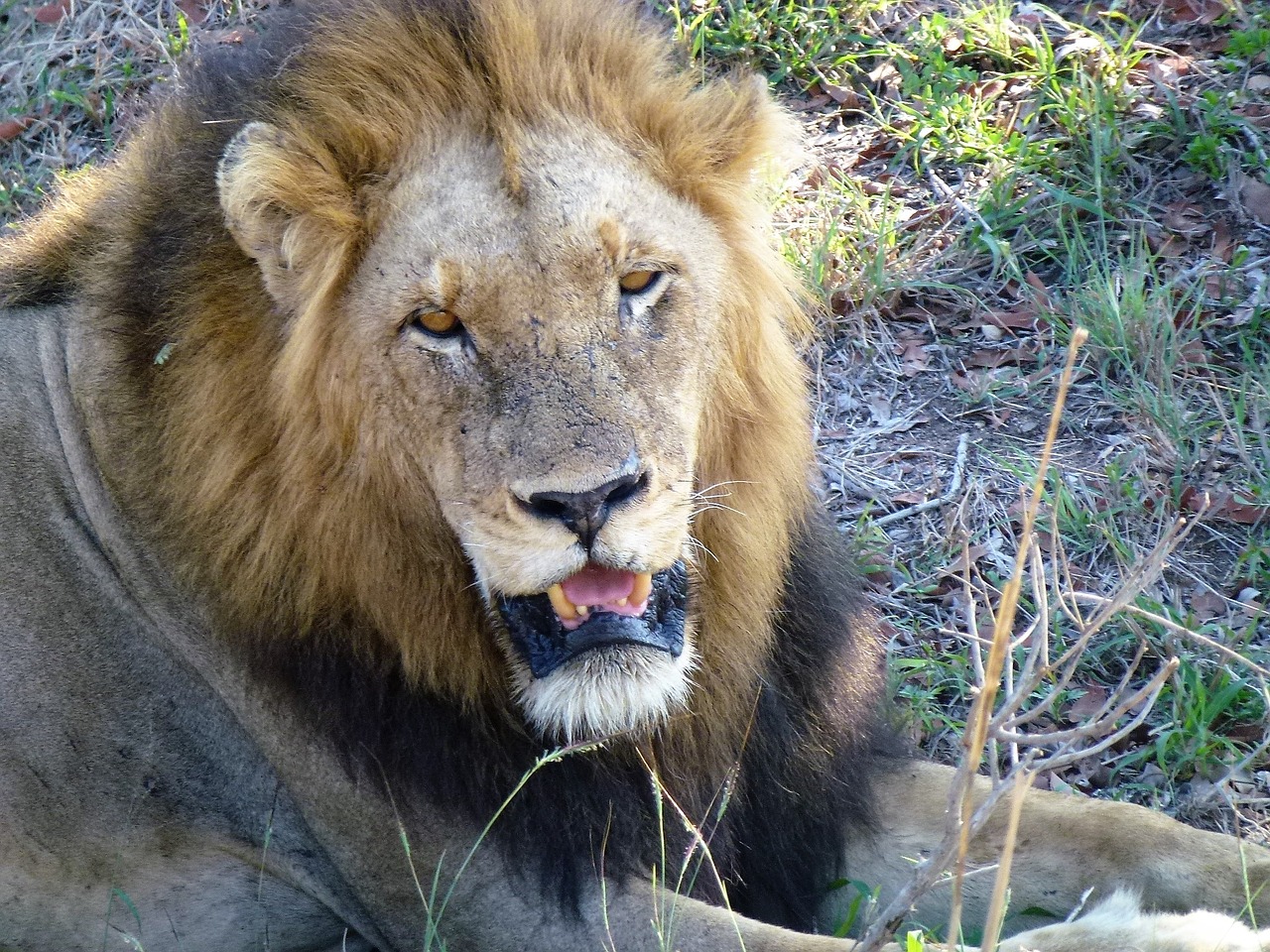 lion nature national park free photo