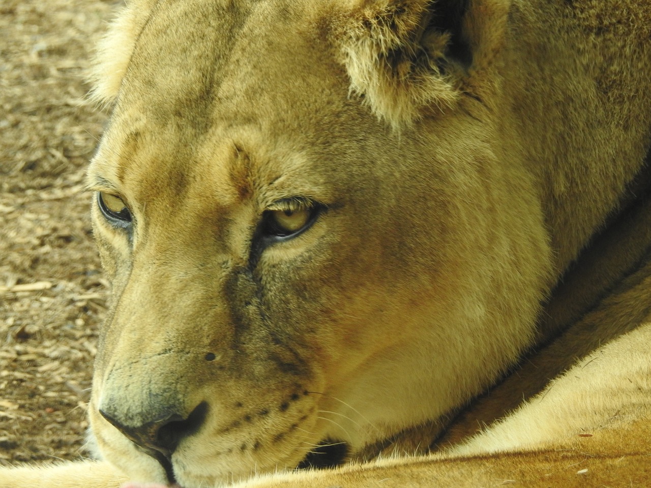 lion mammal wild free photo