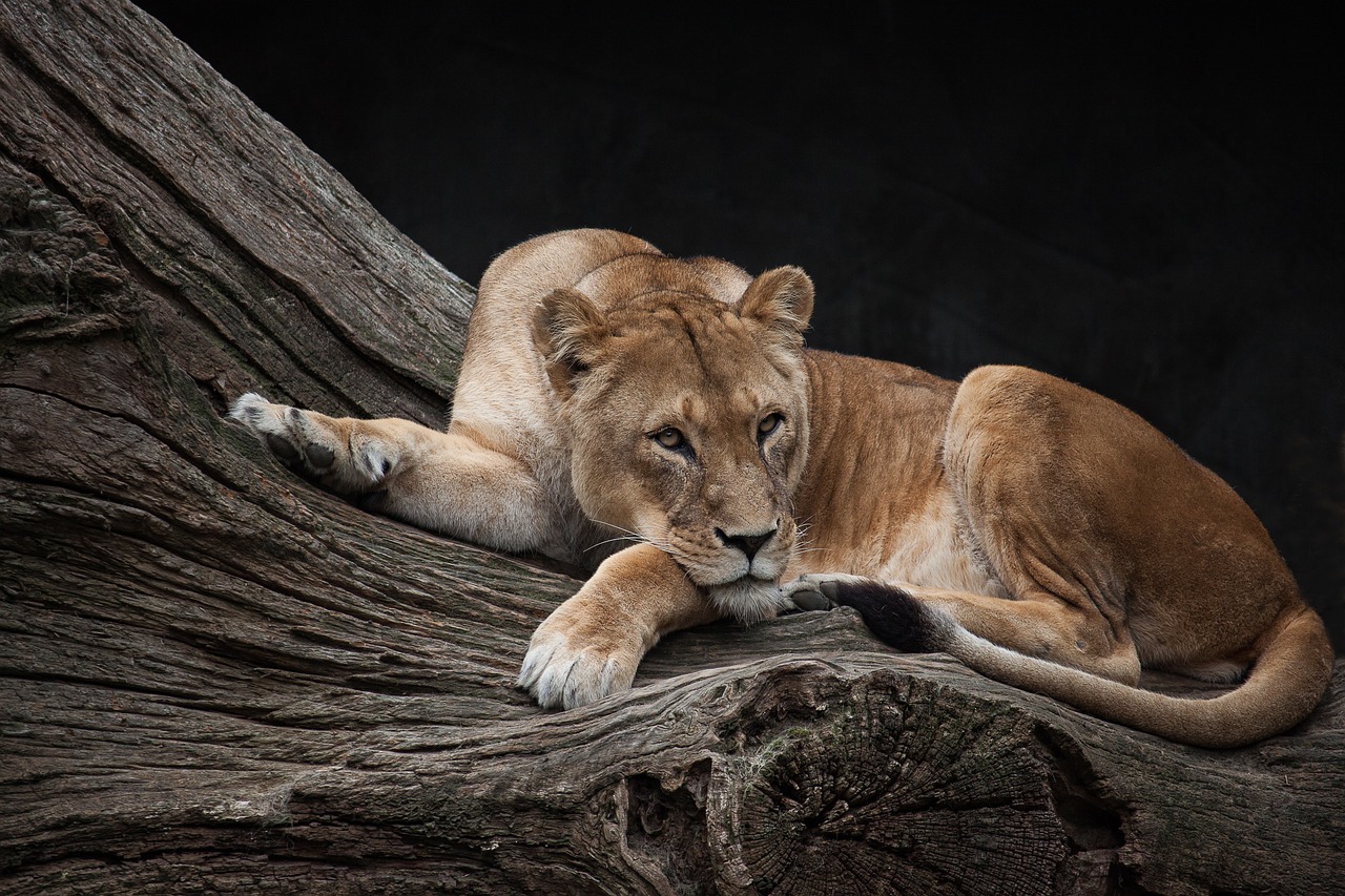 lion predator female free photo