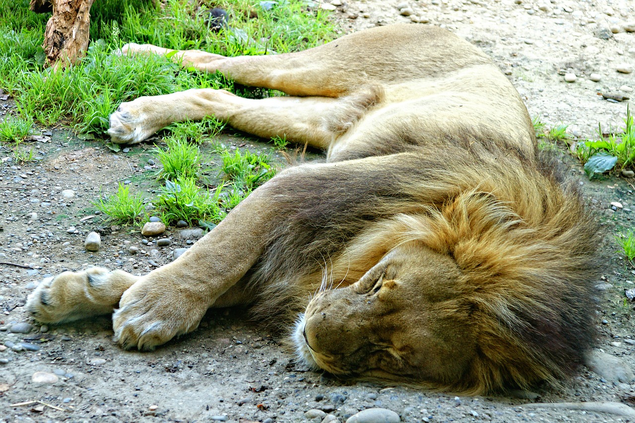 lion lying sleepy free photo