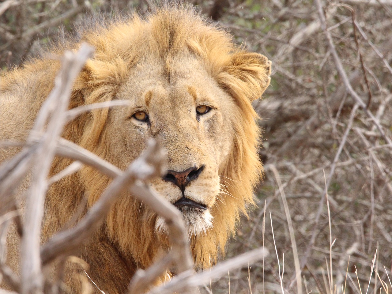 Сколько живут львы в дикой. Лионс Крюгер национальный парк львы. Лев в Крюгере. Национальный парк Крюгера животные львы. Львы в парке Крюгера.