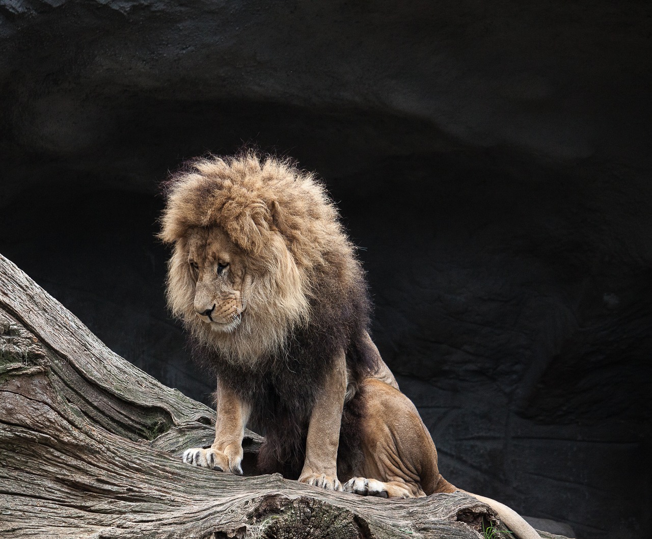 lion predator male free photo