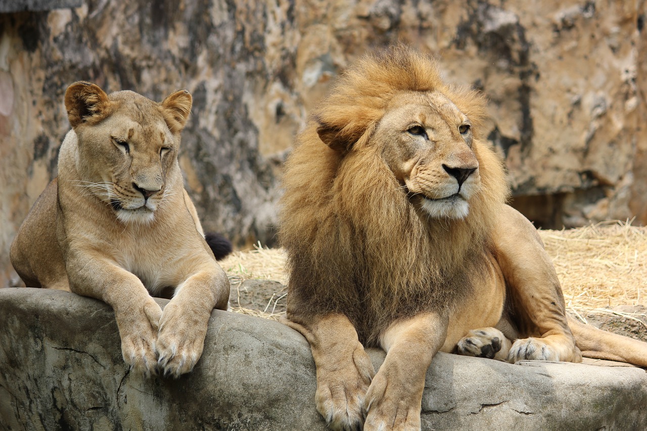 lion lioness pair free photo