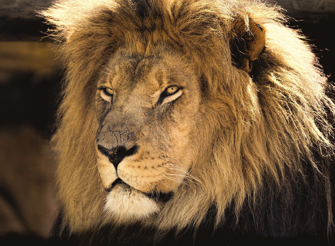 lion male africa free photo