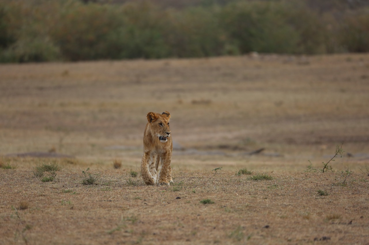 lion simba wildlife free photo