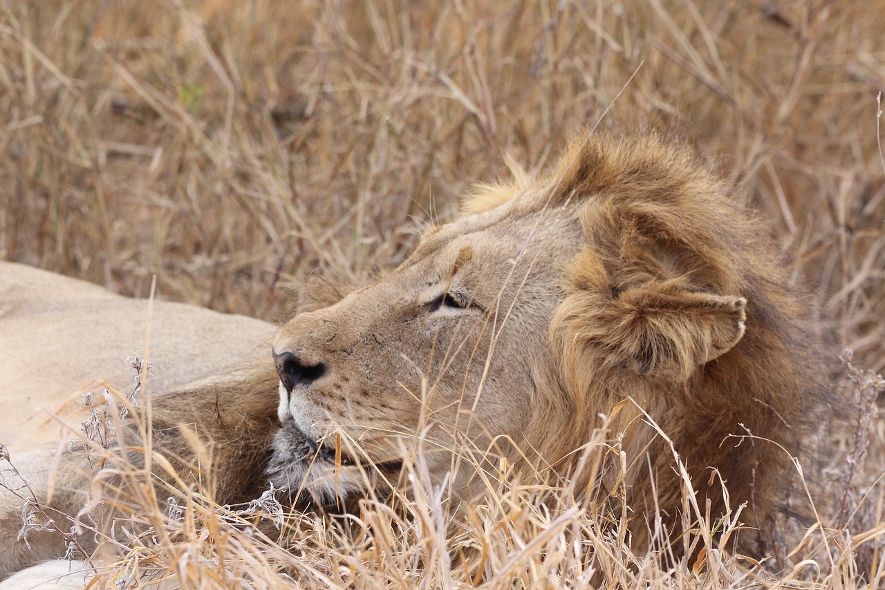 lion wild cat free photo