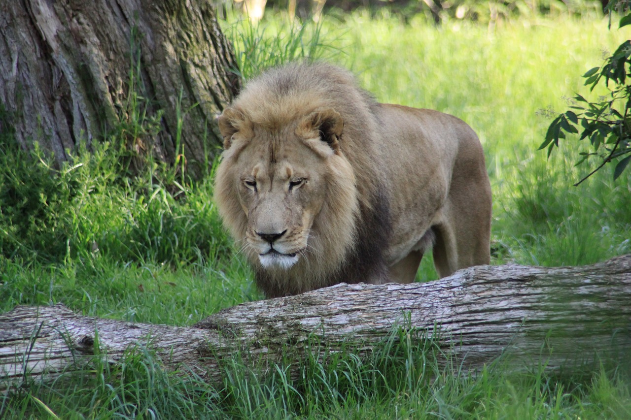 lion zoo seattle washington free photo