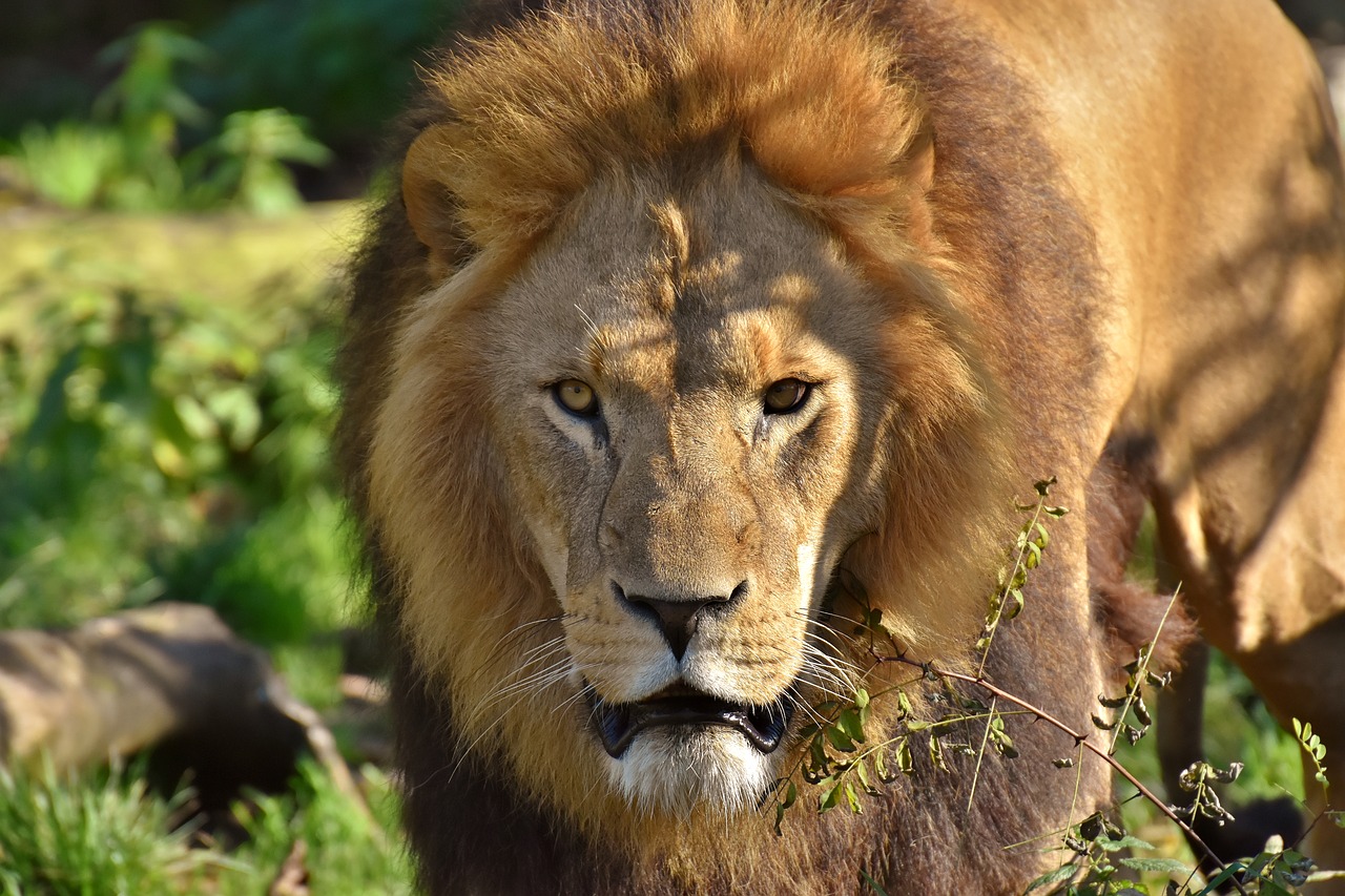 lion predator dangerous free photo