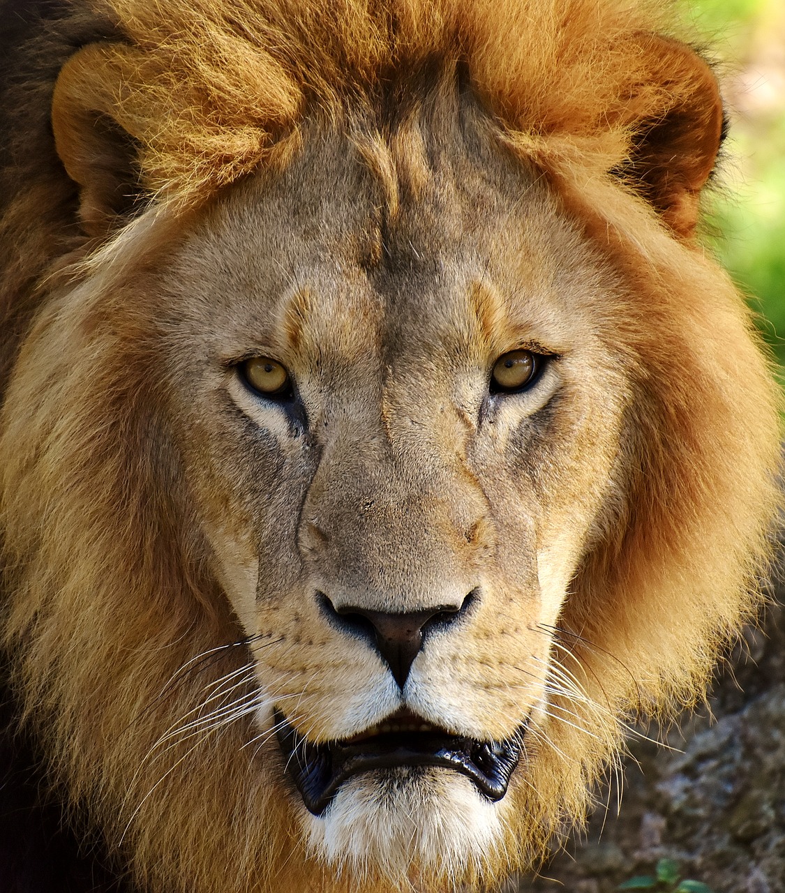 lion predator dangerous free photo