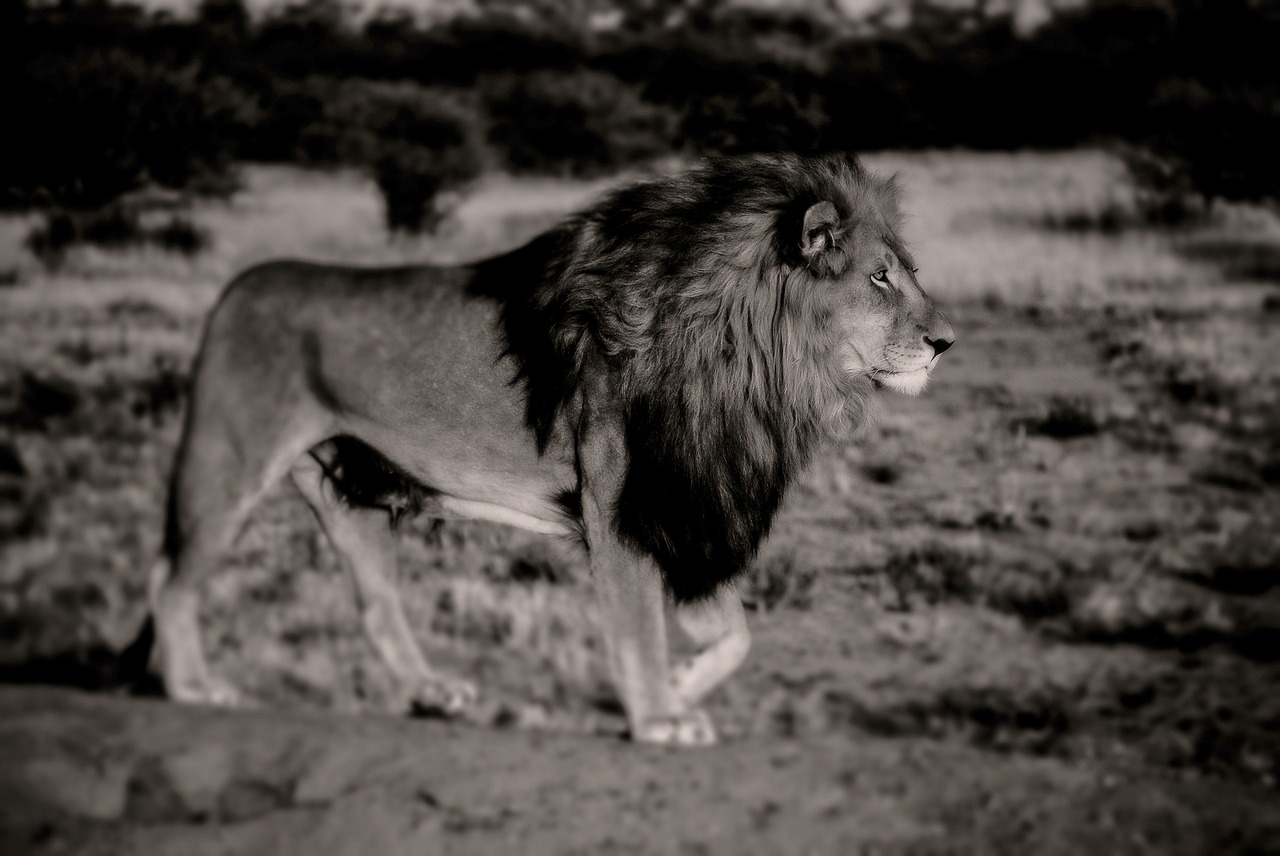 lion black white africa free photo