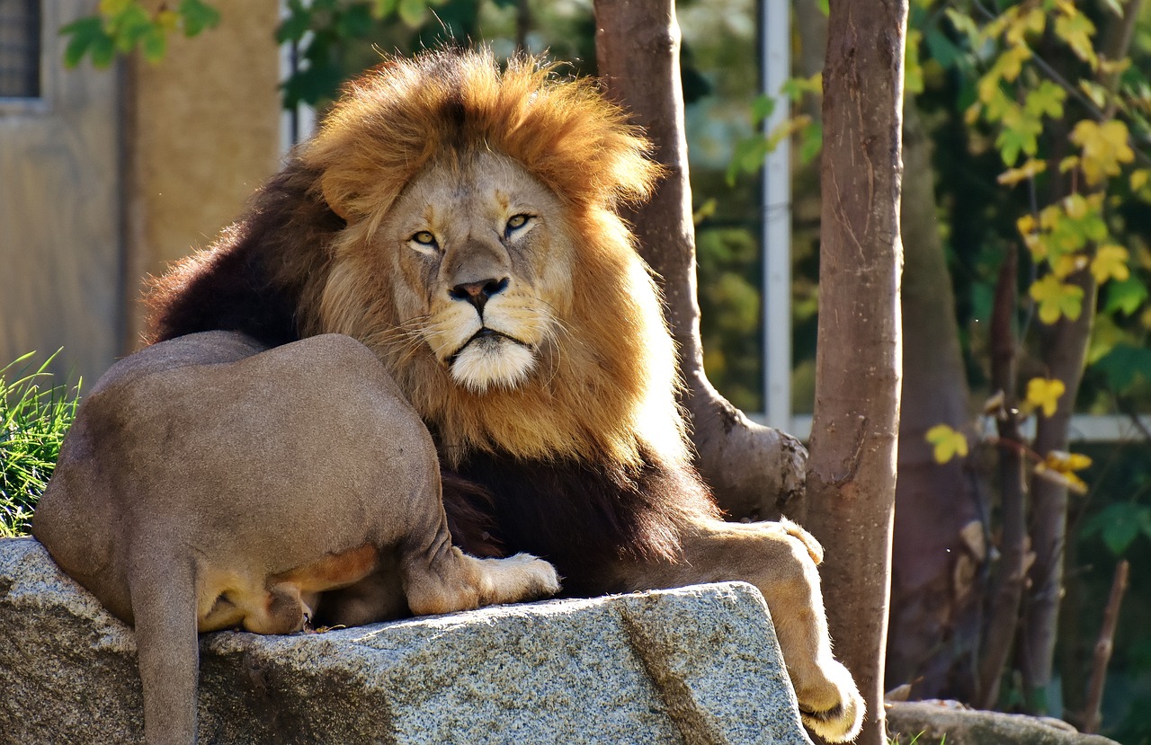 lion predator dangerous free photo