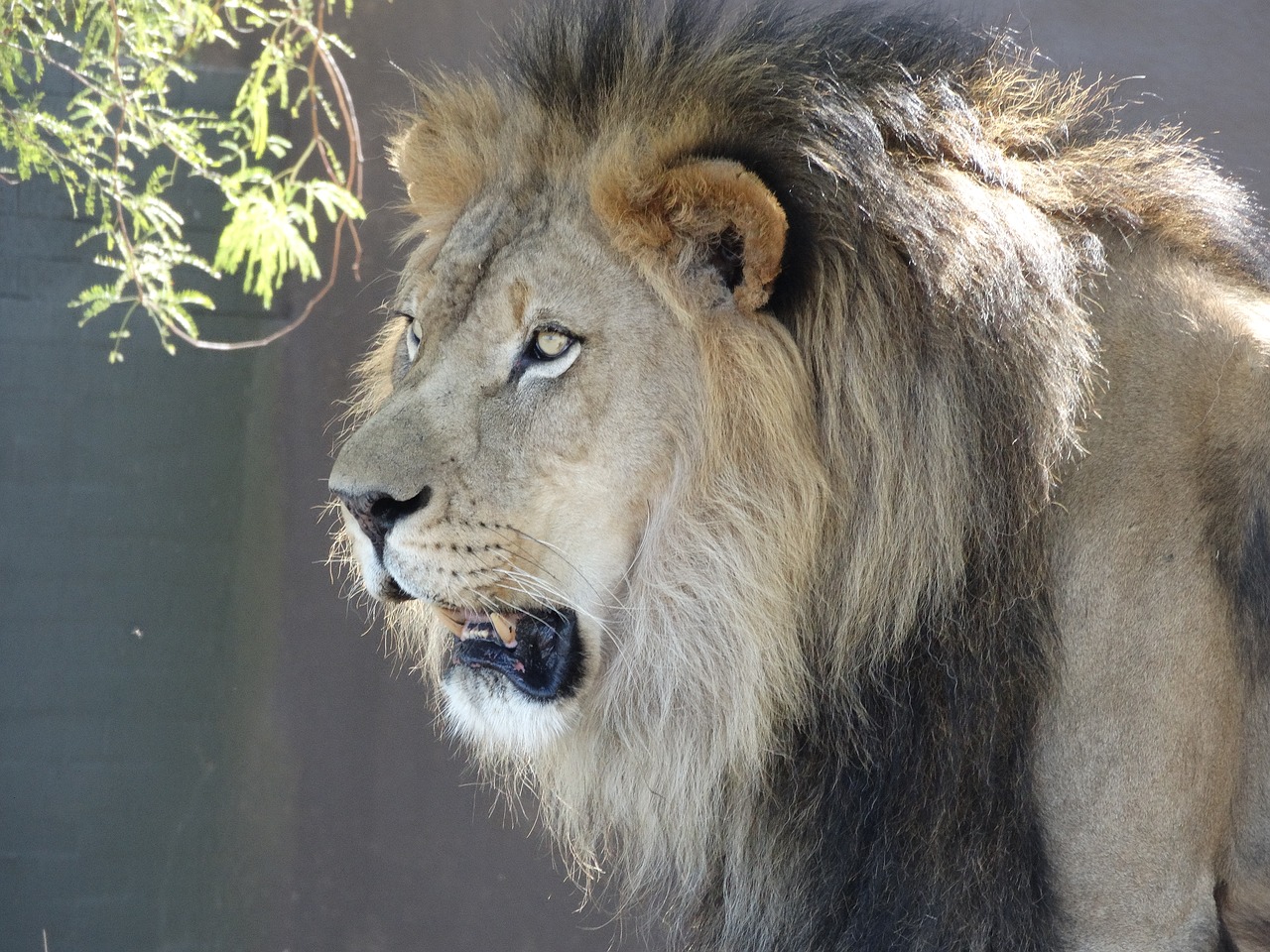 lion wildlife animal free photo